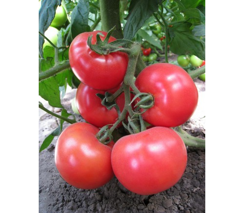 Семена томатов Китару
