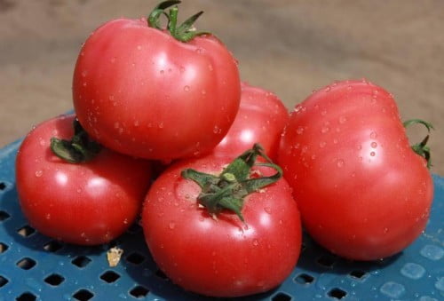 Грифон F1 - томат индетерминантный, 1 000 семян, Nunhems/Нунемс (Голландия)- купить в интернет-магазине fremercentr.ru быстрая доставка. Почтой или ТК.