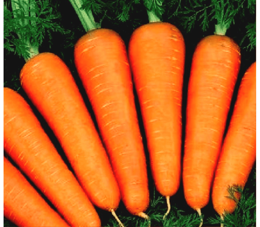 размер семян моркови