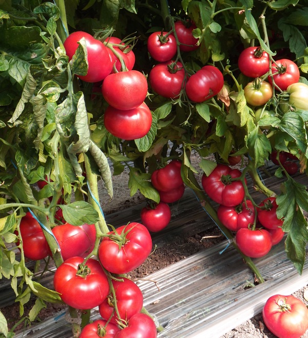 Львович F1 - семена томатов, Global Seeds/Глобал Сидс (Россия) - купить винтернет-магазине fremercentr.ru быстрая доставка. Почтой или ТК.