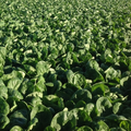 СВ 1714 ВЦ - семена шпината, 100 000 семян, Seminis/Семинис (Голландия), фото 1 