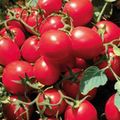  Жаг 8810 F1 - томат детерминантный, 1 000 семян, Seminis (Семинис) Голландия, фото 1 