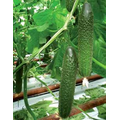  Гефест F1 - семена огурцов, 250 семян, Seminis/Семинис (Голландия), фото 1 