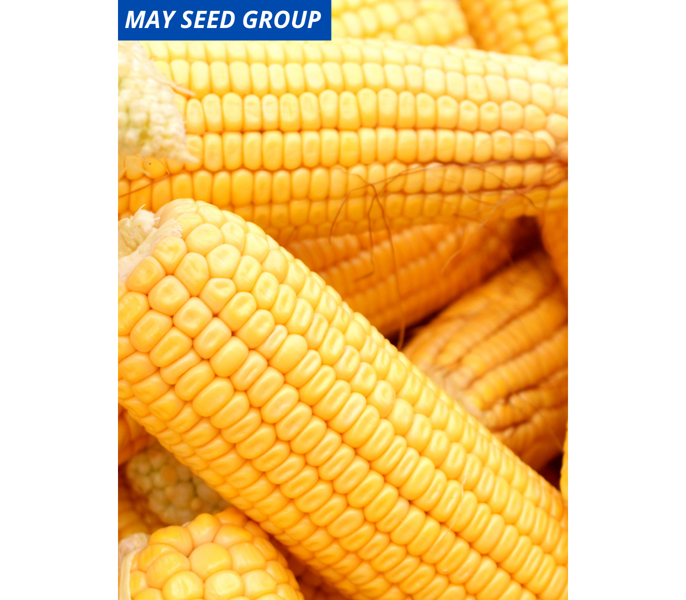 Карамелло F1 - кукуруза сахарная, 5 000 семян, May Seed Group (Турция) -купить в интернет-магазине fremercentr.ru быстрая доставка. Почтой или ТК.
