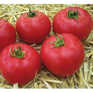  Афен F1 - томат индетерминантный, 250 и 1 000 семян, Clause/Клаус (Франция), фото 1 