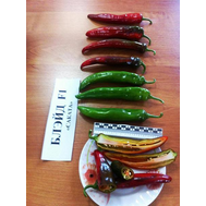  Блейд F1 - семена перца острого, 500 семян, Sakata seeds/Саката сидз (Япония), фото 1 