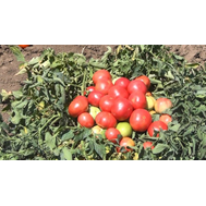  АВ-530 F1 - семена томатов, 500 и 1 000 семян, Atakama Seeds/Атакама Сидс (Япония), фото 1 
