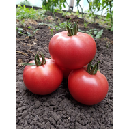  Цетус F1 - семена томатов, 1 000 семян, Greentime/Гринтайм (Испания), фото 1 