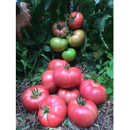  Пинк Маргари F1 - семена томатов, 500 и 1 000 семян, Atakama Seeds/Атакама Сидс (Япония), фото 1 