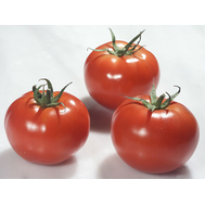  Ралли F1 - семена томатов, 500 семян, Enza Zaden/Энза Заден (Голландия), фото 1 