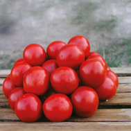  Солероссо F1 - томат для переработки, 1 000 семян, Nunhems/Нунемс (Голландия), фото 1 