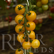  Аксамит F1 - семена томатов черри, 100 семян, River Seeds, фото 1 