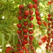  Авизо F1 - семена томатов черри, 100 семян, River Seeds, фото 1 