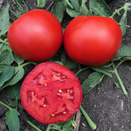 Круз F1 (TMG 044) - семена томатов, 1 000 семян, Greentime/Гринтайм (Испания), фото 1 