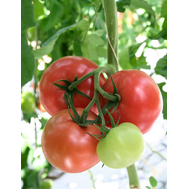 Мамба F1 - семена томатов, 100 семян, Гавриш/Gavrish (Россия), фото 1 