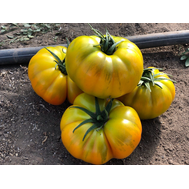  Еллоу Кой F1 - семена томатов, 100 и 500 семян, Yuksel/Юксел (Турция), фото 1 