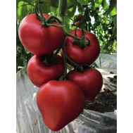  TMG - 20200 F1 - семена томатов, 250 и 1 000 семян, Greentime/Гринтайм (Испания), фото 1 