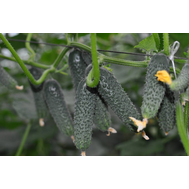  Сарацин F1 - семена огурцов корнишонов, 500 семян, Yuksel/Юксел (Турция), фото 1 