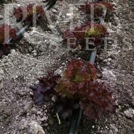  Вистозо - семена салата Лолло Росса, 250 семян, River Seeds, фото 1 