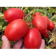  Петраросса F1 - томат детерминантный, 5 000 семян, Clause/Клаус (Франция), фото 1 