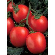  Перфектпил F1 - томат детерминантный, 1 000 семян, Seminis/Семинис (Голландия), фото 1 