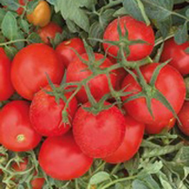  Ферст F1 - томат детерминантный, 1 000 семян,  Seminis (Семинис) Голландия, фото 1 