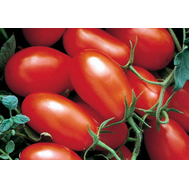  Хайпил 108 F1 - томат детерминантный, 1 000 семян, Seminis/Семинис (Голландия), фото 1 
