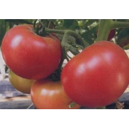  Мирсини F1 - томат детерминантный, 1 000 семян, Seminis/Семинис (Голландия), фото 1 