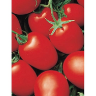  Яки F1 - томат детерминантный, 1 000 семян, Seminis/Семинис (Голландия), фото 1 