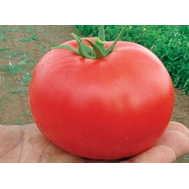  Бобкат F1 - томат детерминантный, 1 000 семян, Syngenta/Сингента (Голландия), фото 1 