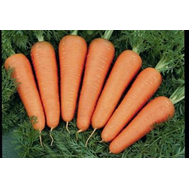  Каскад F1 - семена моркови, 1 000 000 семян (прецизионные, фр. от 1,4 до 2,6 мм), Bejo/Бейо (Голландия), фото 1 