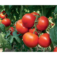  Панекра F1 - томат индетерминантный, 500 семян, Syngenta/Сингента (Голландия), фото 1 