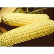  Спирит F1 - кукуруза сахарная, 5 000 семян, Syngenta/Сингента (Голландия), фото 1 