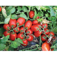  3402 F1 - томат детерминантный, 10 000 семян,  (Heinz) Хайнц, фото 1 