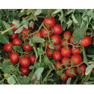  2206 F1 - томат детерминантный, 10000 семян, (Heinz), фото 1 