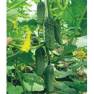  Мария F1 - семена огурцов корнишонов, Sakata seeds/Саката сидз (Япония), фото 1 