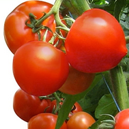  Агилис F1 - семена томатов, 500 семян, Enza Zaden/Энза Заден (Голландия), фото 1 