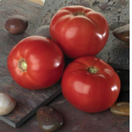  Белла Росса F1 - семена томатов, 1 000 семян, Sakata seeds/Саката сидз (Япония), фото 1 