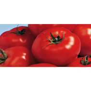  Берберана F1 - семена томатов, 500 семян, Enza Zaden/Энза Заден (Голландия), фото 1 