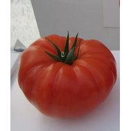  Пинк Райз F1 - семена томатов, 500 семян, Sakata seeds/Саката сидз (Япония), фото 1 