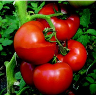  Аттия F1 -  семена томатов, 100 и 1 000 семян, Rijk Zwaan/Райк Цваан (Голландия), фото 1 
