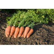  Купар F1 - семена моркови, 1 000 000 семян (прецизионные, фр. от 1,4 до 2,6 мм), Bejo/Бейо (Голландия), фото 1 