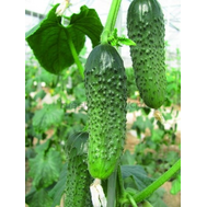  Сигурд F1 - семена огурцов корнишонов, 500 семян,  Enza Zaden/Энза Заден (Голландия), фото 1 