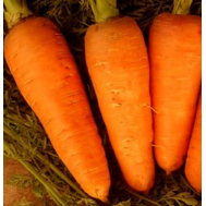  Болтекс - морковь, 0,5 кг, Clause/Клаус (Франция), фото 1 