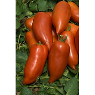  Корнабель F1 – томат индетерминантный, 250 семян, Vilmorin/Вилморин (Франция), фото 1 