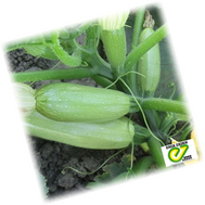  Марселла F1 - семена кабачка, 500 семян, Enza Zaden/Энза Заден (Голландия), фото 1 