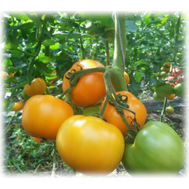  Ti -169 F1 - семена томатов, 250 семян, Takii Seed/Таки Сид (Япония), фото 1 