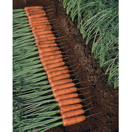  Тангерина F1 - семена моркови, 100 000 семян, (фр. от 1.4 до 2.8), Takii Seed/Таки Сидс (Япония), фото 1 
