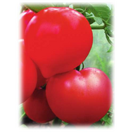  Государь F1 - семена томатов, 1 000 семян, Поиск (Россия), фото 1 