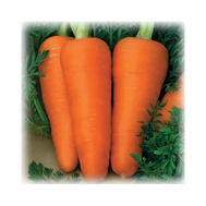  Шантенэ Роял - семена моркови, 500 гр (банка), (фр. 1,4-1,6 мм), Поиск (Россия), фото 1 